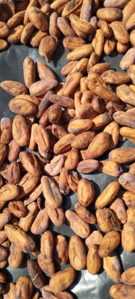 Semillas secas de Cacao criollo | 2 kg - Imagen 2