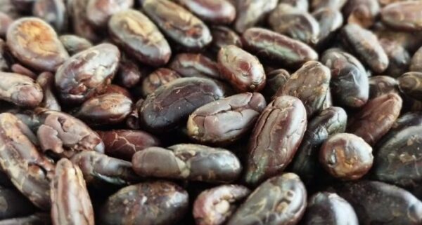 Semillas de cacao tostado y pelado | 1kg