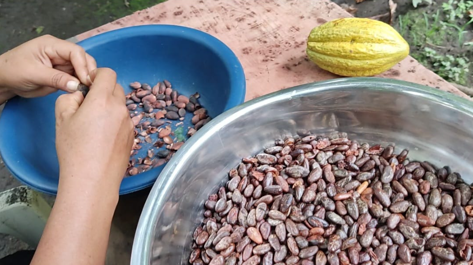 Cacao tostado y pelado Artesanalmente | 1kg (copia) - Imagen 2